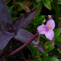 Tradescantia pallida (Rose) D.R.Hunt